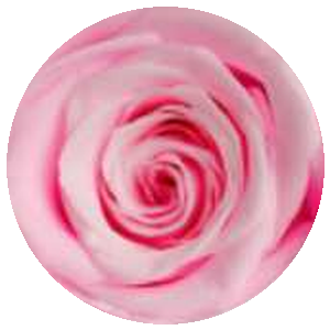 Rosa Nude