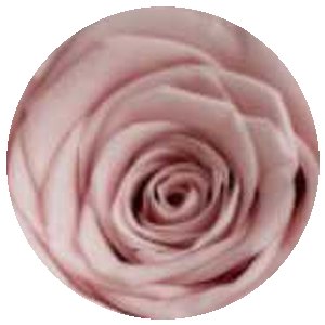 Rosa Card S