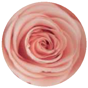 Rosa Sweet