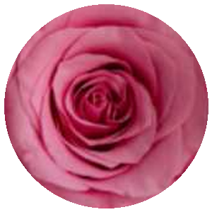 Rosa Brillante S