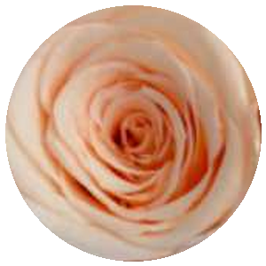 Rosa Ciliegio
