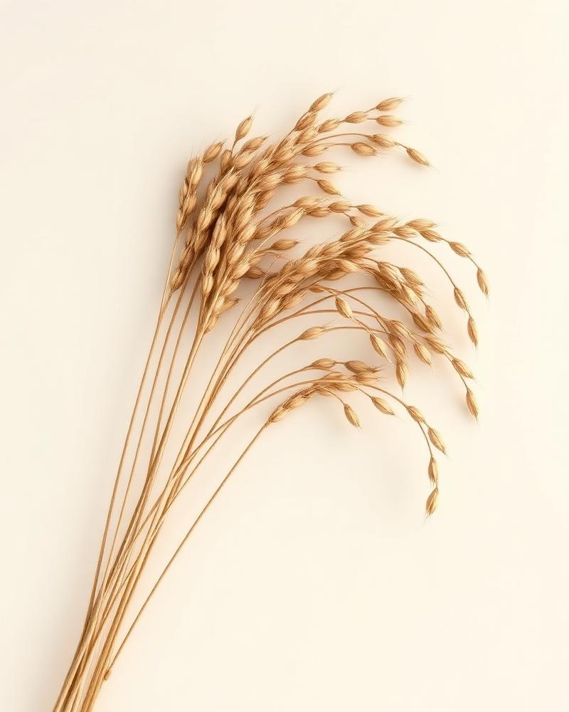 Chasmanthium